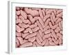 Duodenum Villi from a Rat-Micro Discovery-Framed Photographic Print