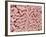 Duodenum Villi from a Rat-Micro Discovery-Framed Photographic Print