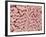 Duodenum Villi from a Rat-Micro Discovery-Framed Photographic Print