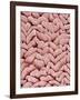 Duodenum Villi from a Rat-Micro Discovery-Framed Photographic Print