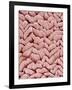 Duodenum Villi from a Rat-Micro Discovery-Framed Photographic Print