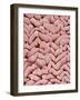 Duodenum Villi from a Rat-Micro Discovery-Framed Photographic Print