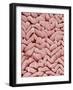 Duodenum Villi from a Rat-Micro Discovery-Framed Photographic Print