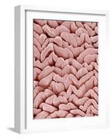 Duodenum Villi from a Rat-Micro Discovery-Framed Photographic Print