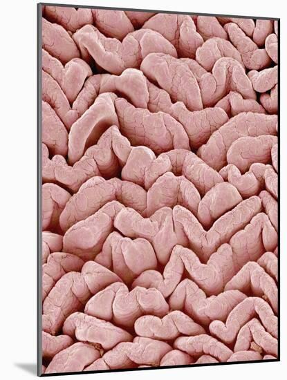 Duodenum Villi from a Rat-Micro Discovery-Mounted Photographic Print