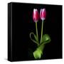 Duotone Tulips-Magda Indigo-Framed Stretched Canvas