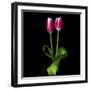 Duotone Tulips-Magda Indigo-Framed Premium Photographic Print