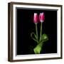 Duotone Tulips-Magda Indigo-Framed Photographic Print