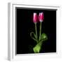 Duotone Tulips-Magda Indigo-Framed Photographic Print