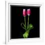 Duotone Tulips-Magda Indigo-Framed Photographic Print