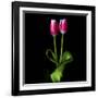 Duotone Tulips-Magda Indigo-Framed Photographic Print