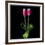 Duotone Tulips-Magda Indigo-Framed Photographic Print