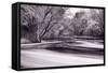 DuPage River Forest BW-Steve Gadomski-Framed Stretched Canvas