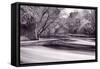 DuPage River Forest BW-Steve Gadomski-Framed Stretched Canvas