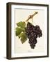 Duras Grape-J. Troncy-Framed Giclee Print