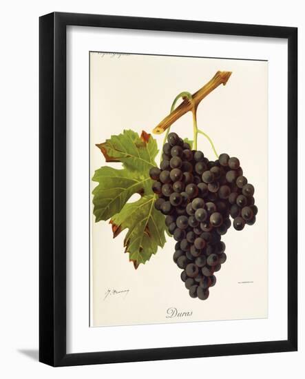 Duras Grape-J. Troncy-Framed Giclee Print