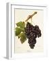 Duras Grape-J. Troncy-Framed Giclee Print