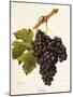 Duras Grape-J. Troncy-Mounted Giclee Print