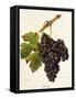 Duras Grape-J. Troncy-Framed Stretched Canvas