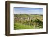 Durbach, Black Forest, Baden Wurttemberg, Germany, Europe-Markus-Framed Photographic Print