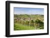 Durbach, Black Forest, Baden Wurttemberg, Germany, Europe-Markus-Framed Photographic Print