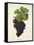 Dureza Grape-J. Troncy-Framed Stretched Canvas