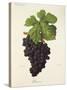 Dureza Grape-J. Troncy-Stretched Canvas