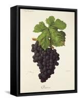 Dureza Grape-J. Troncy-Framed Stretched Canvas