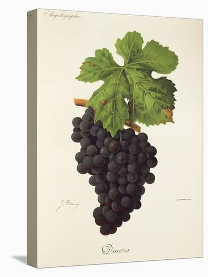 Dureza Grape-J. Troncy-Stretched Canvas