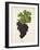 Dureza Grape-J. Troncy-Framed Giclee Print