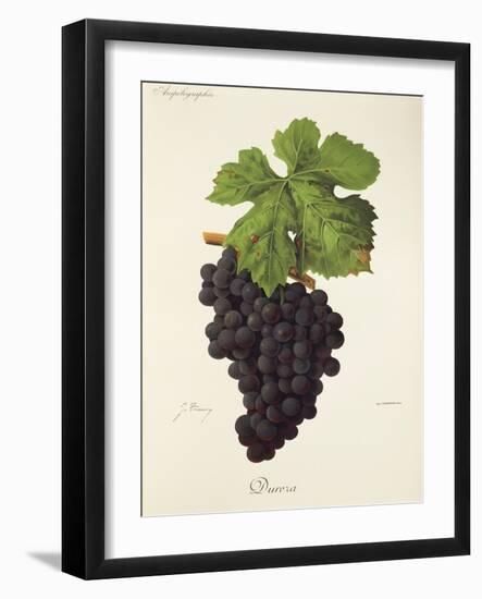 Dureza Grape-J. Troncy-Framed Giclee Print