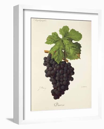 Dureza Grape-J. Troncy-Framed Giclee Print