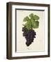 Dureza Grape-J. Troncy-Framed Giclee Print