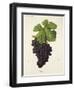 Dureza Grape-J. Troncy-Framed Giclee Print