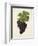 Dureza Grape-J. Troncy-Framed Giclee Print