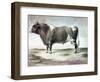 Durham Bull, 1856-August Kollner-Framed Giclee Print