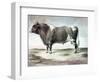 Durham Bull, 1856-August Kollner-Framed Giclee Print