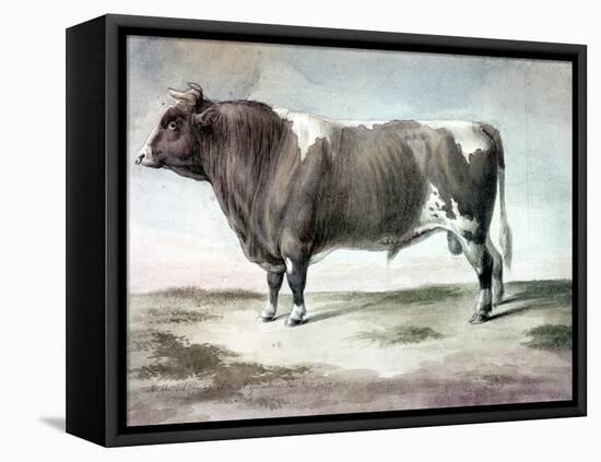 Durham Bull, 1856-August Kollner-Framed Stretched Canvas