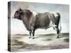 Durham Bull, 1856-August Kollner-Stretched Canvas