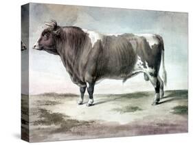 Durham Bull, 1856-August Kollner-Stretched Canvas