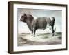 Durham Bull, 1856-August Kollner-Framed Giclee Print