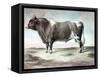 Durham Bull, 1856-August Kollner-Framed Stretched Canvas