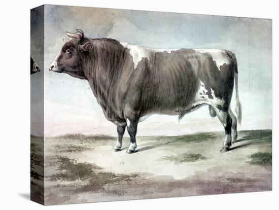 Durham Bull, 1856-August Kollner-Stretched Canvas