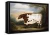 Durham Cow-Porter Design-Framed Stretched Canvas