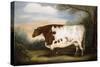 Durham Cow-Porter Design-Stretched Canvas