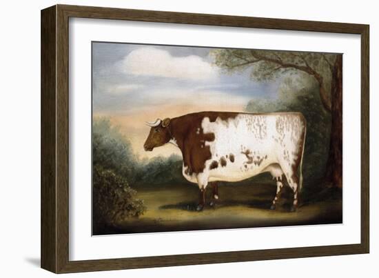 Durham Cow-Porter Design-Framed Giclee Print