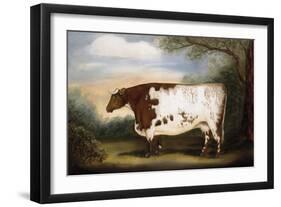 Durham Cow-Porter Design-Framed Giclee Print