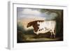 Durham Cow-Porter Design-Framed Giclee Print