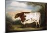 Durham Cow-Porter Design-Mounted Giclee Print