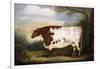 Durham Cow-Porter Design-Framed Giclee Print